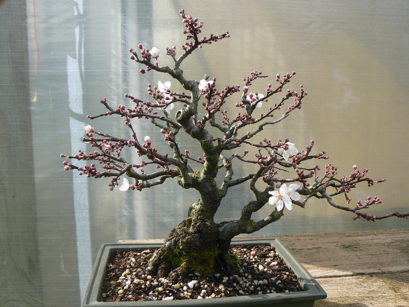 Shohin Plum 002