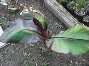 Ensete ventricosum (vč. maurellii) - Stránka 3 DSCF4132