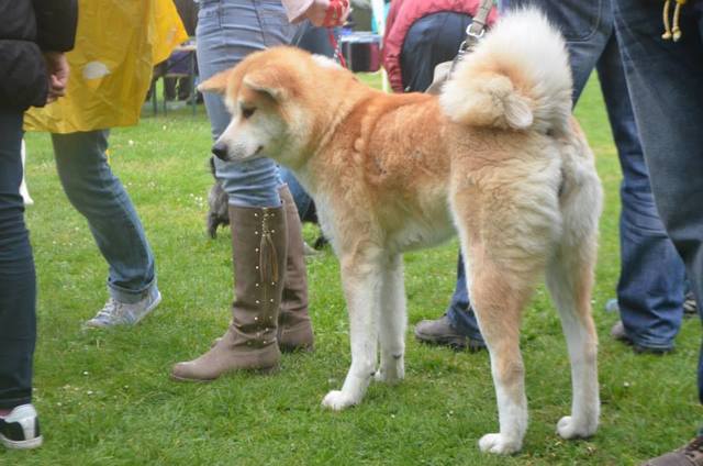 Akita Inu 10256414_847332218614146_5416061679238007465_n