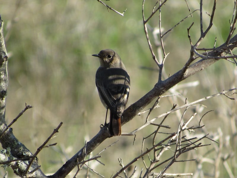 Rabirruivo-preto (Phoenicurus ochruros) IMG_6429