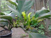 Mandariny - Citrus reticulata, unshiu, deliciosa apod. 2014_04_29_12_25_53