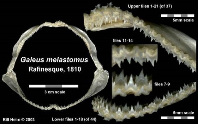 Средиземноморски акули - Page 2 Galeus_melastomus_denti