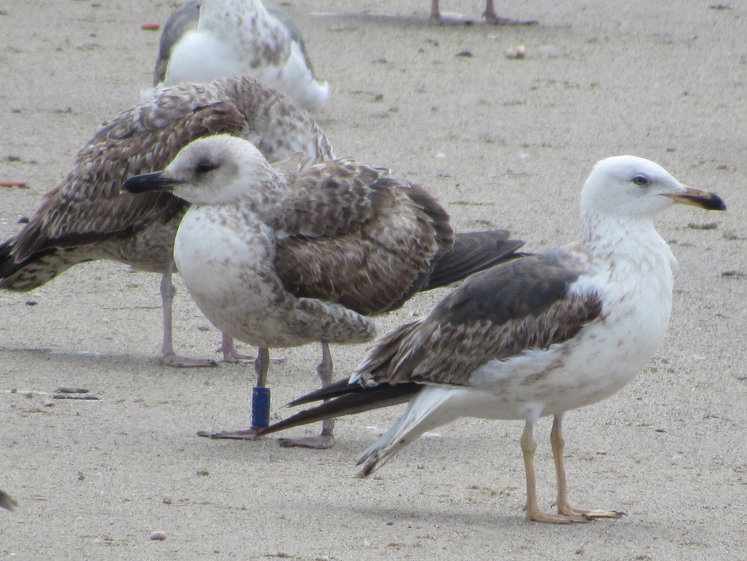 Larus fuscus - anilhas azuis - Gales (Viola Ross-Smith) IMG_2375