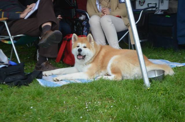 Akita Inu 10155725_847384478608920_320512221175348941_n