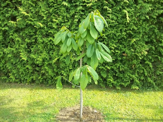 Asimina triloba - muďoul trojlaločný - Stránka 2 011