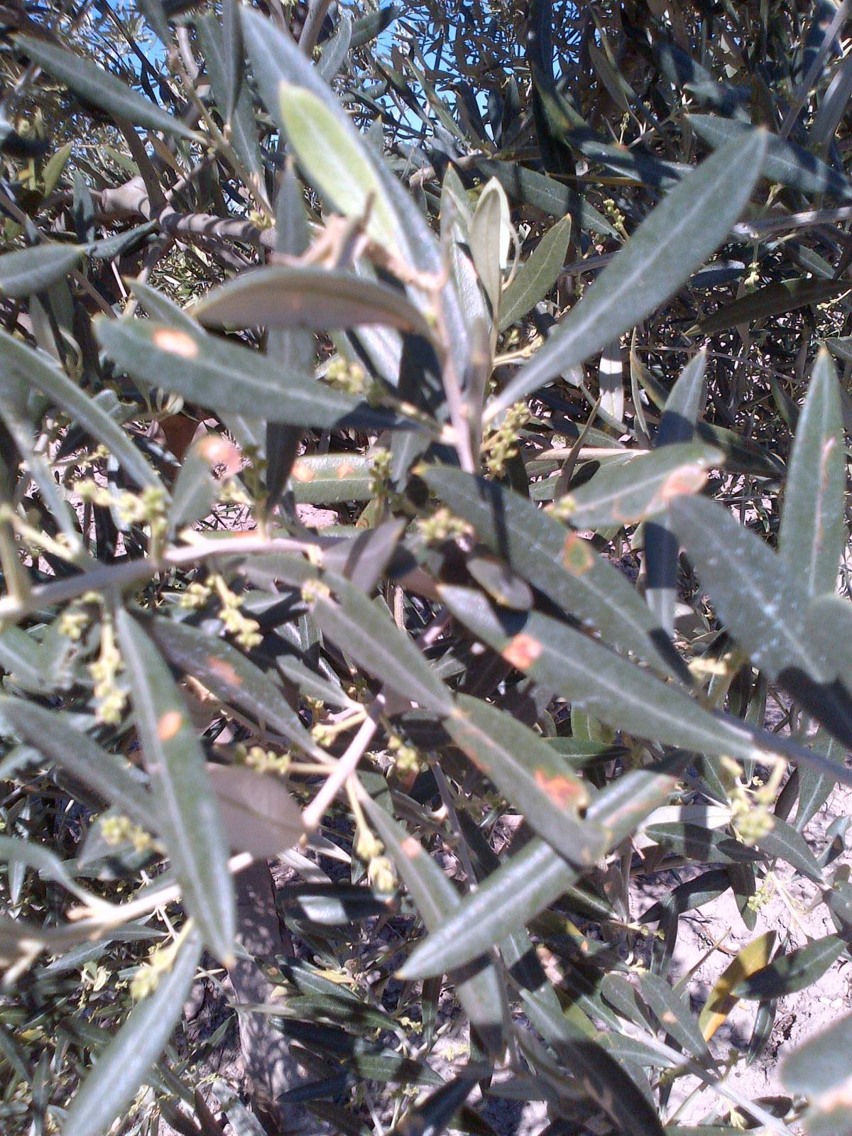 Polilla del olivo (Prays) Jkhle8