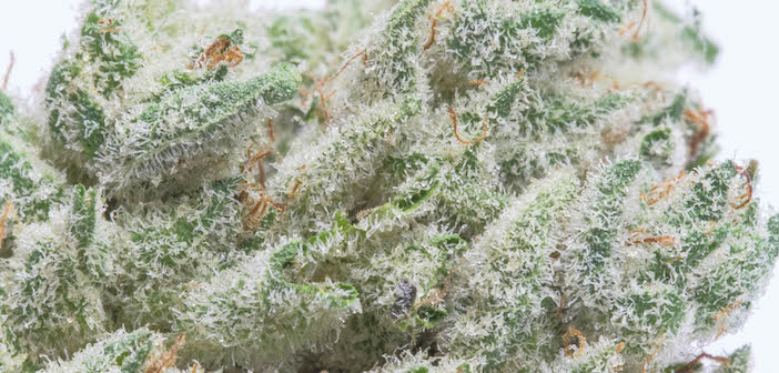 A Marijuana Strain Has Finally Been Trademarked  Gg4-cover-mj.com_