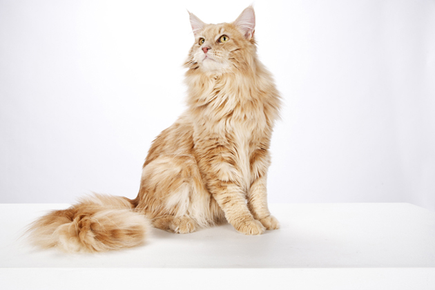 Skyclan catr AP-OXPSGX_Maine_Coon_Cat