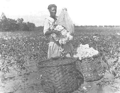 Alternative Sounds II (二) - Página 20 Picking-cotton-Jones-County-Courtesy-of-Georgia-Department-of-Archives-and-History_jpg1