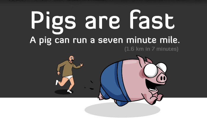 4 reasons why pigs are are more awesome than humans Fast