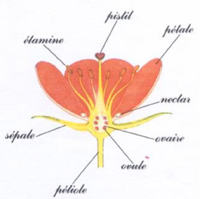 La botanique anatomique II La fleur et la reproduction Planteencoupe