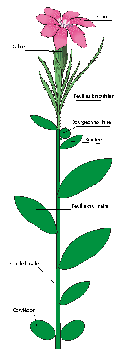 La botanique anatomique I Generalit et Feuilles Anatomie