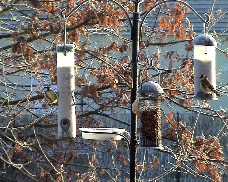 photos de Février Oiseaux1