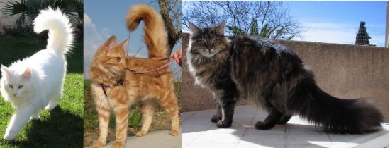 Comparaison angora turc, maine coon et norvégien Corps