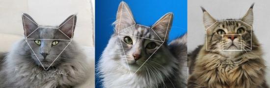 Comparaison angora turc, maine coon et norvégien Face