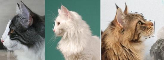 Comparaison angora turc, maine coon et norvégien Profil