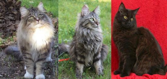 Comparaison angora turc, maine coon et norvégien Ggft