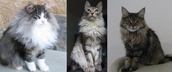 Comparaison angora turc, maine coon et norvégien Grdgs