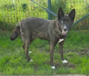 KIRA, X husky de 8 ans (f) REFUGE DE FILEMON REF80 ADOPTEE Kira-d10