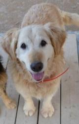 URGENT  RICA - x golden retriever 14 ans  - Refuge de Brignoles (83) Rica