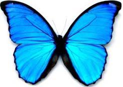 votre prénom  / pseudo Papillon-Morpho-6