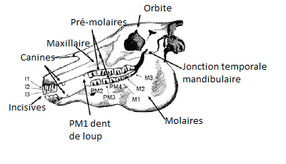 la dernière image et vidéo - Page 3 Crane-dents-ane