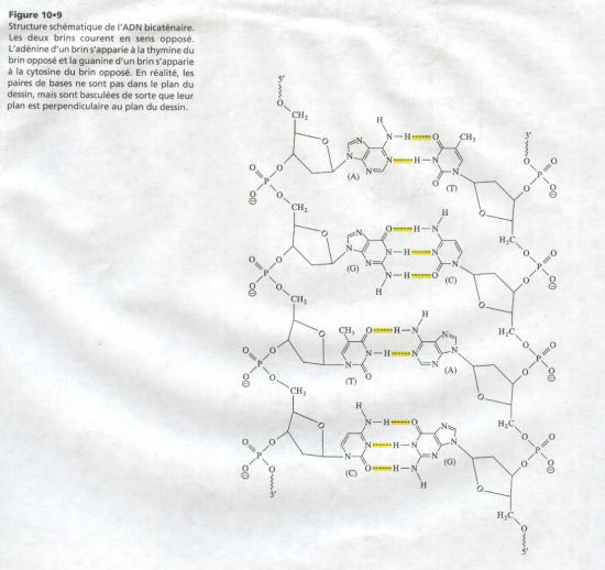 BIOLOGIE MOLECULAIRE (cours) 2