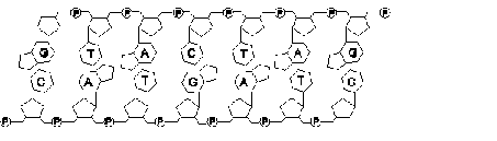 BIOLOGIE MOLECULAIRE (cours) 3