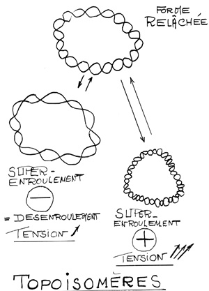 BIOLOGIE MOLECULAIRE (cours) 8