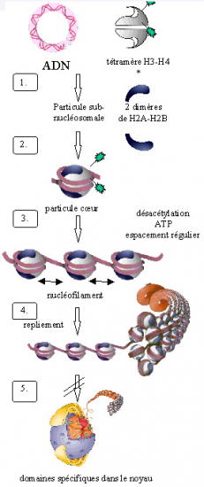 BIOLOGIE MOLECULAIRE (cours) 9