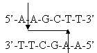 BIOLOGIE MOLECULAIRE (cours) 12