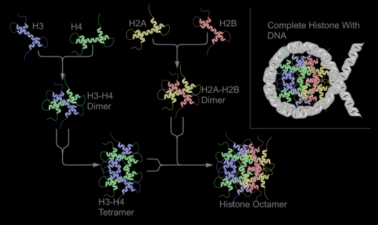 BIOLOGIE MOLECULAIRE (cours) Nucleosome_structure