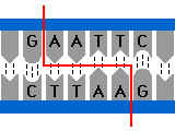 BIOLOGIE MOLECULAIRE (cours) 13