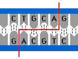 BIOLOGIE MOLECULAIRE (cours) 14