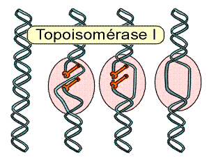 BIOLOGIE MOLECULAIRE (cours) 1