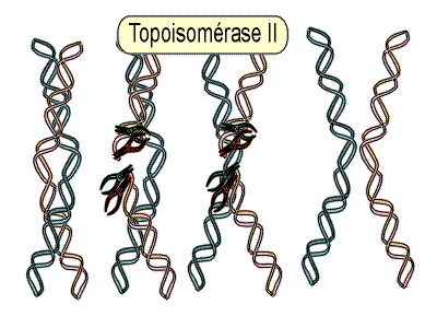 BIOLOGIE MOLECULAIRE (cours) 2