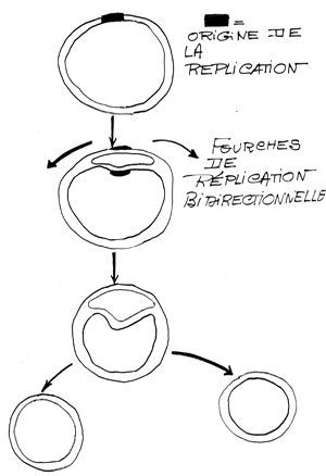 BIOLOGIE MOLECULAIRE (cours) 1