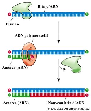 BIOLOGIE MOLECULAIRE (cours) 3