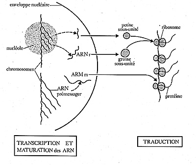 BIOLOGIE MOLECULAIRE (cours) 6