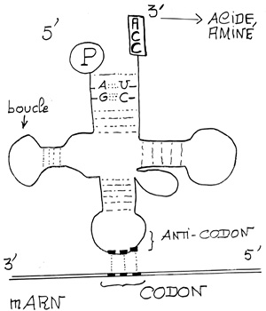 BIOLOGIE MOLECULAIRE (cours) Z