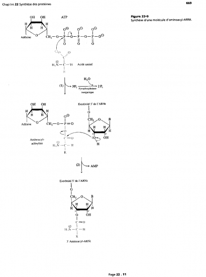 BIOLOGIE MOLECULAIRE (cours) 1