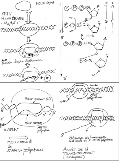 BIOLOGIE MOLECULAIRE (cours) 3