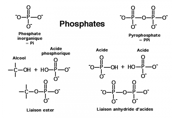 BIOLOGIE MOLECULAIRE (cours) A