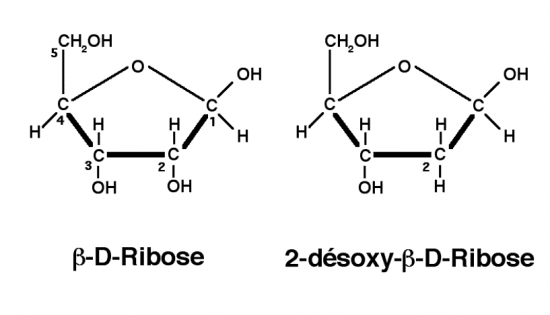 BIOLOGIE MOLECULAIRE (cours) B