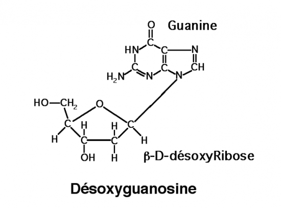 BIOLOGIE MOLECULAIRE (cours) Ddesoxyg