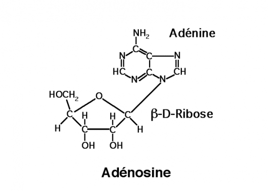 BIOLOGIE MOLECULAIRE (cours) Adeno