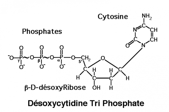 BIOLOGIE MOLECULAIRE (cours) Desoxycytrip