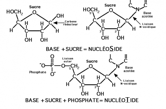 BIOLOGIE MOLECULAIRE (cours) Nucleo