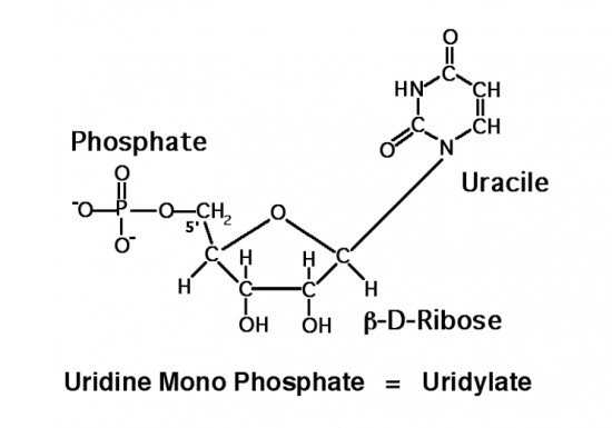 BIOLOGIE MOLECULAIRE (cours) Uridimp