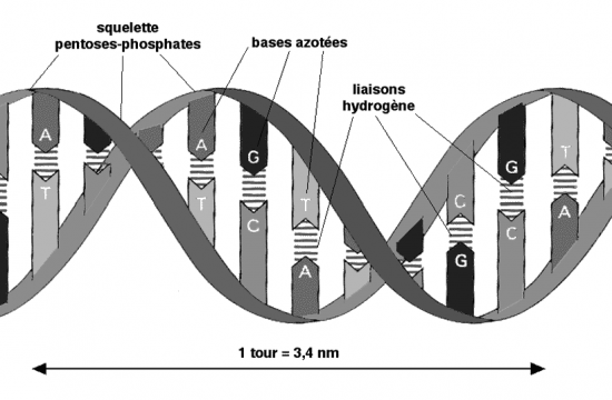 BIOLOGIE MOLECULAIRE (cours) DH